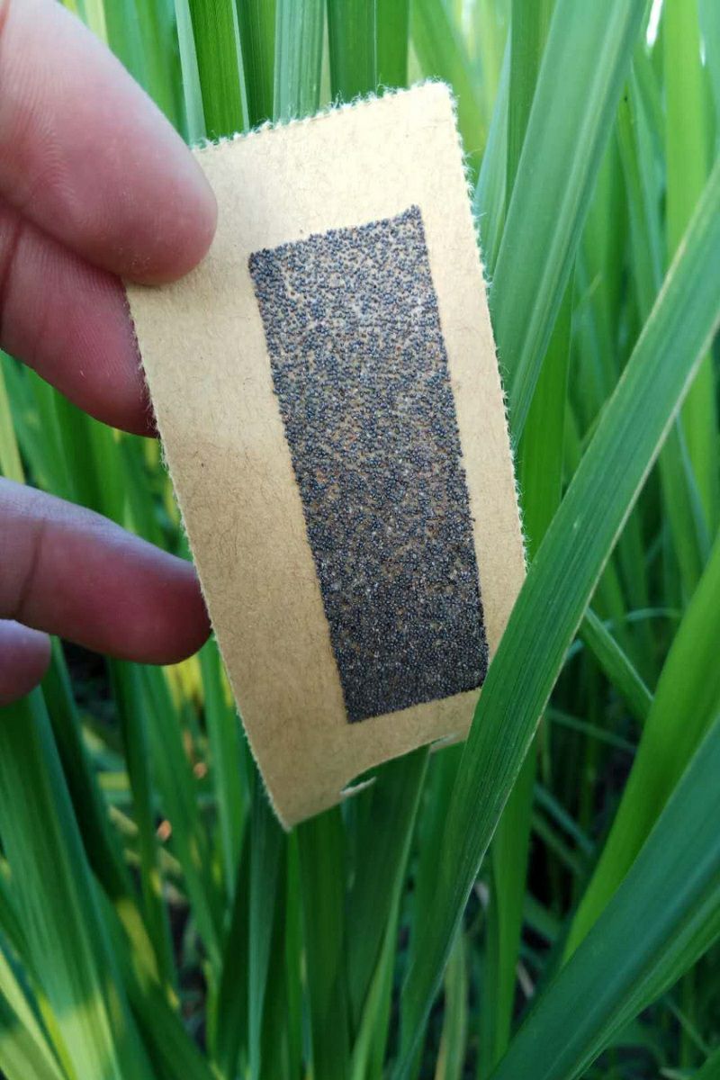 赤眼蜂卵卡寄生蜂水稻玉米松毛虫稻螟甘蔗螟虫5张／亩